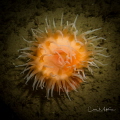   Orange anenome  